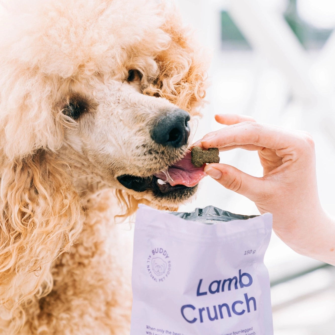 Buddy hondensnack