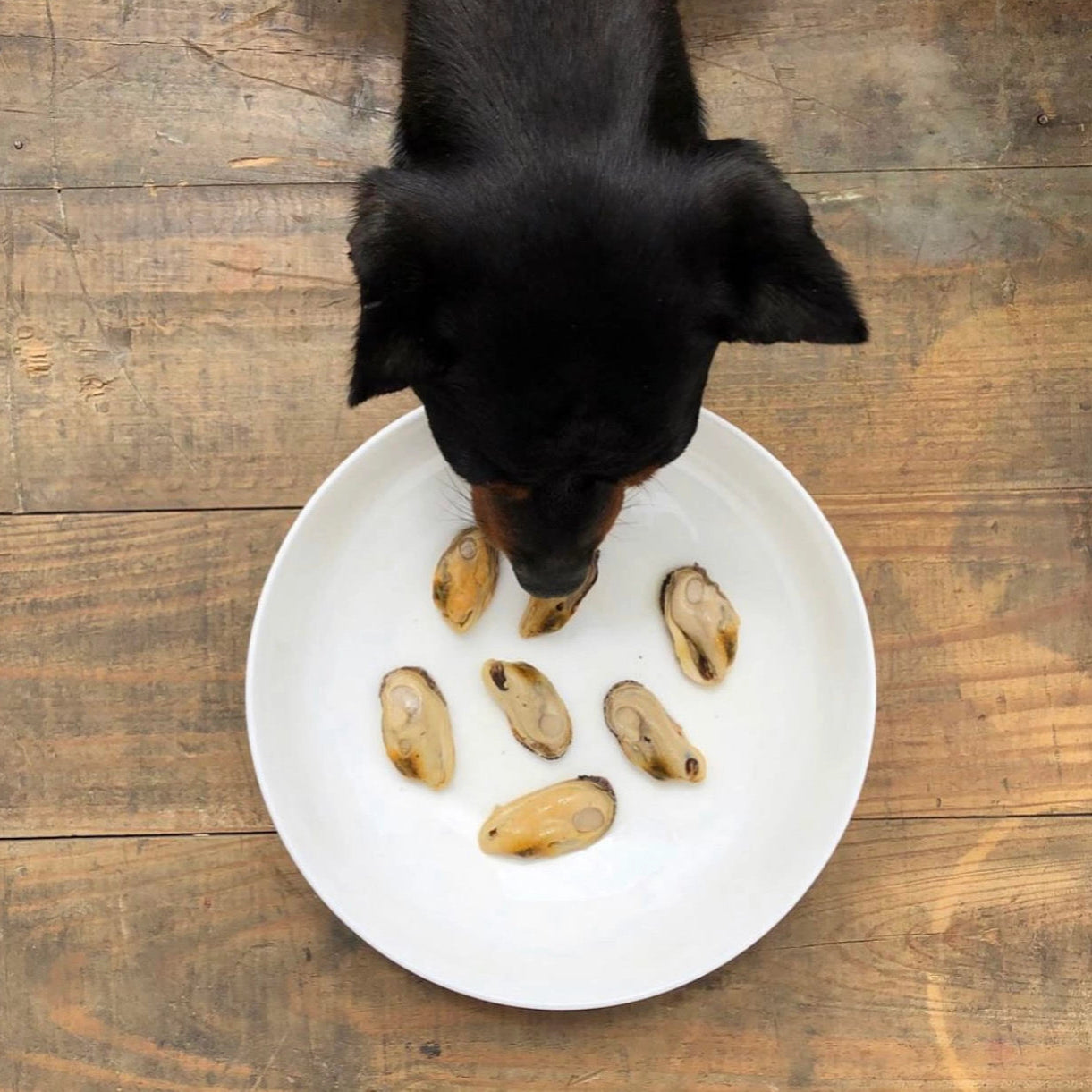 Groenlipmossels in blik voor honden