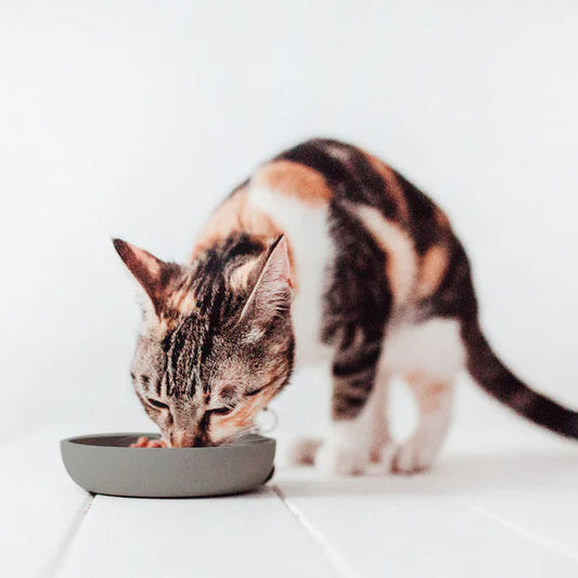 BAMBOO voerbak - Kat