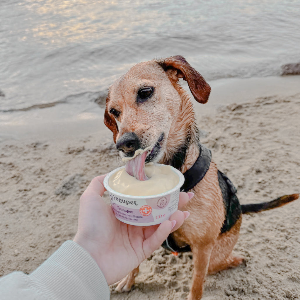 Yogupet Functional Dog